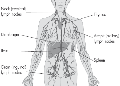 Anatomy & Physiology – The Lymphatic System - Moksha Yoga Amazónica