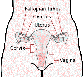 File:Scheme female reproductive system-en.svg