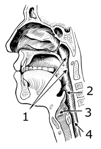 File:Pharynx (PSF).png