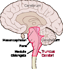 Description: File:Brain sagittal section stem highlighted.svg