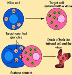 File:Cytotoxic T cell.jpg