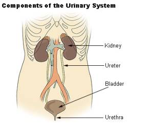 File:Illu urinary system.jpg