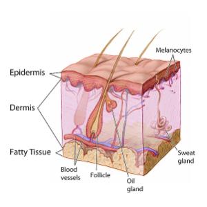 Description: File:Anatomy The Skin - NCI Visuals Online.jpg