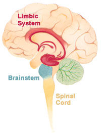 Description: File:Brain limbicsystem.jpg