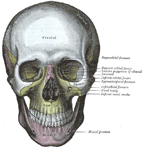 Skull View of Bones