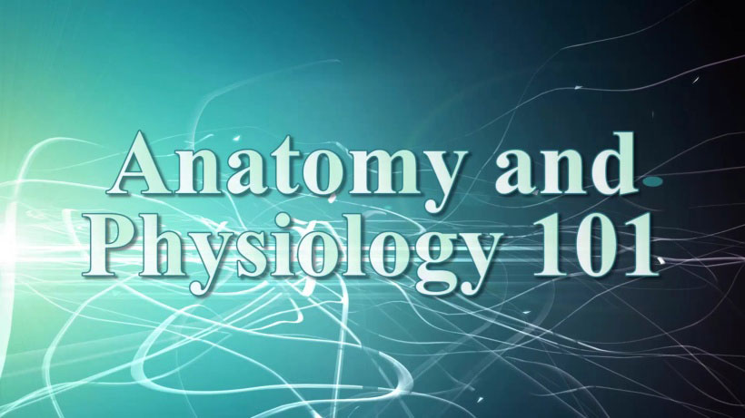 查看解剖学和生理学101视频演示