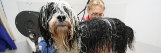 dog grooming classes