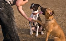 Dog Training All-In-One Course Bundle