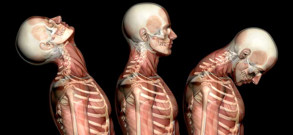 Human Anatomy Courses | UniversalClass