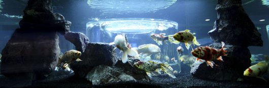 Online Course: Aquariums for Fish 101