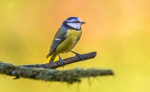 Bird Watching 101:  Food, Feeders and Behavior